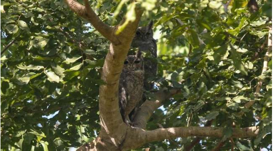 Greyish Eagle-Owl
